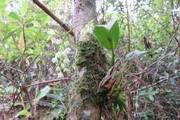 40 Orchidée