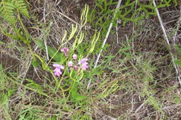 41 Cynorkis purpurascens - Orchidée Cynorkis - ORCHIDACEAE -??? I