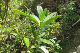 5 fleurs de ??? Melicope borbonica