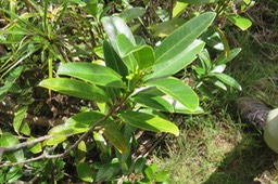 6 Fruits de ??? Melicope borbonica