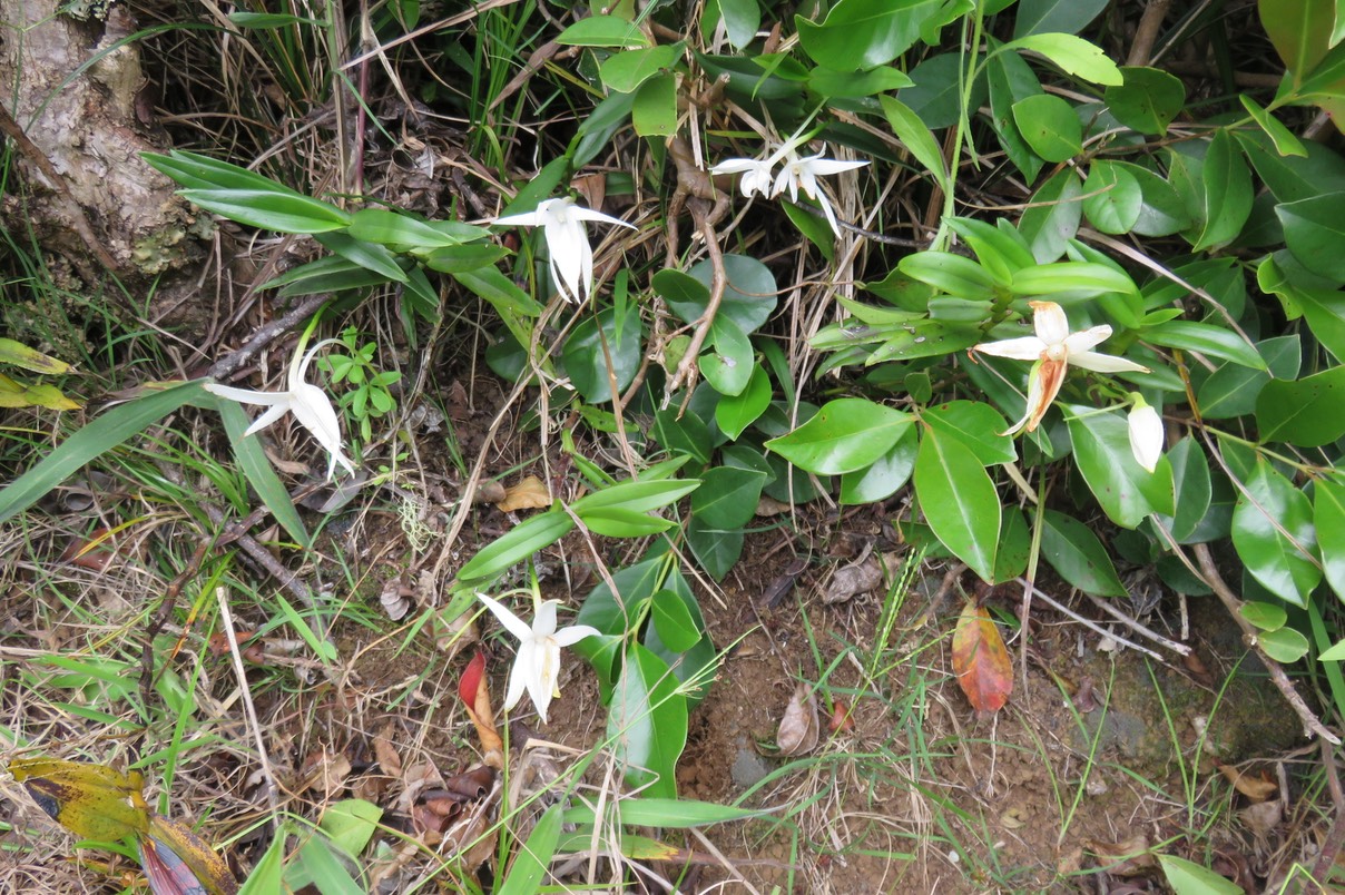 9 Orchidée