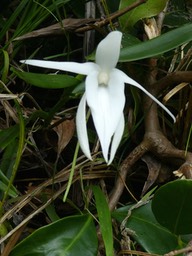 Angraecum ramosum ? P1500143