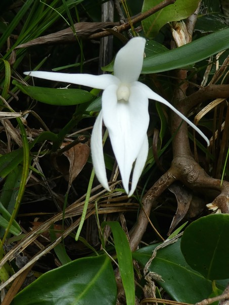 Angraecum ramosum ? P1500143