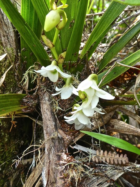 Angraecum striatum P1500348