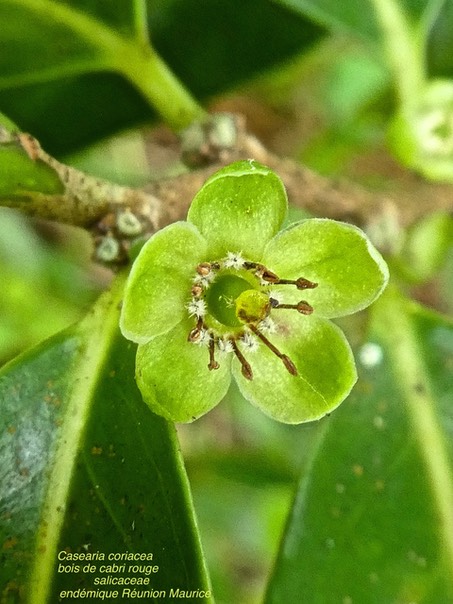 Casearia coriacea . bois de cabri rouge P1500262