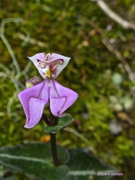 Disperis cordata P1500280