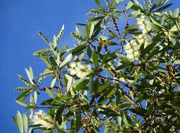 DSC03600