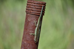 G2 alias Phelsuma borbonica