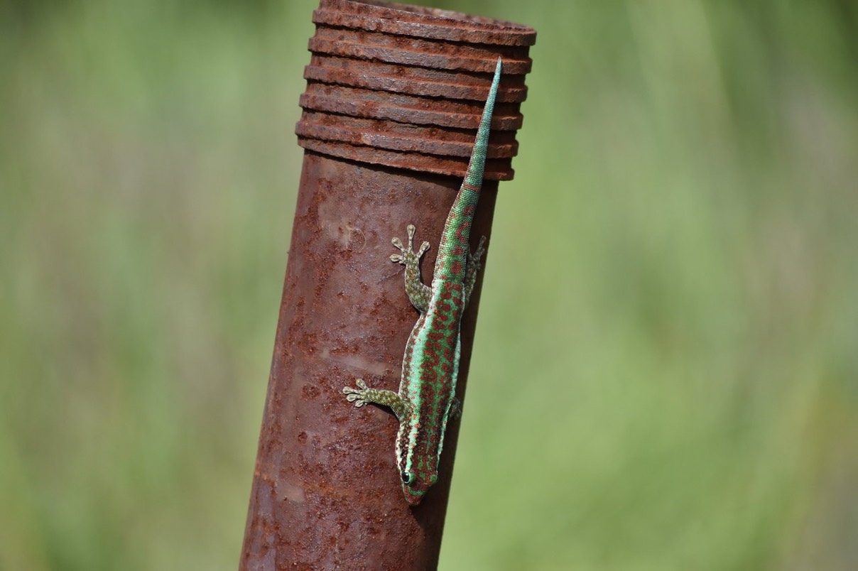 G2 alias Phelsuma borbonica