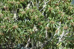 Grand Natte / fleurs et fruits