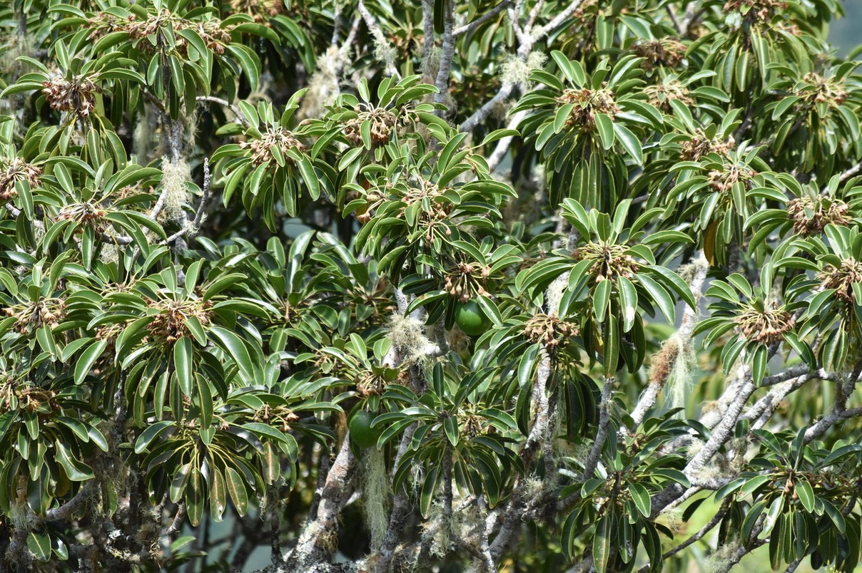 Grand Natte / fleurs et fruits