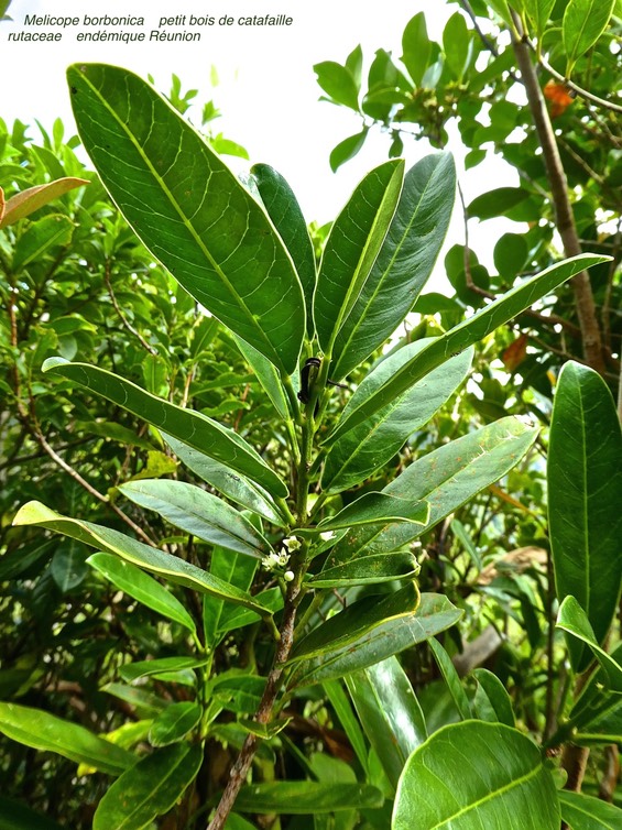 Melicope borbonica . petit bois de catafaille P1500046