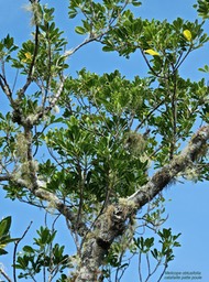 Melicope obtusifolia . catafaille patte poule gros catafailleP1500177