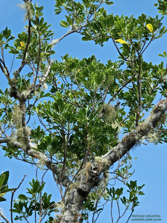 Melicope obtusifolia . catafaille patte poule gros catafailleP1500177