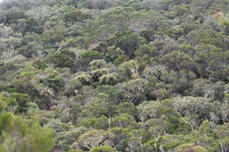 Nout' Forêt