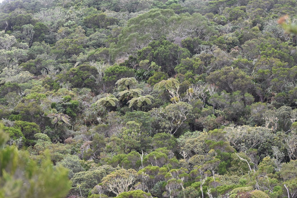 Nout' Forêt