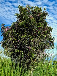 Syzygium cymosum . bois de pomme rouge P1500008