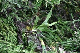 Angraecum_abattu_avec_le_cryptomere_MB3_0461