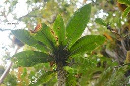 Badula sp