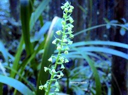 Benthamia latifolia Orchidaceae Endeem ique La Réunion      Maurice 12