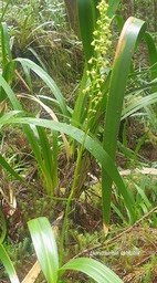 Benthamia latifolia Orchidaceae Endemique La Réunion, Maurice 315