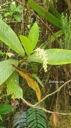 Bertiera rufa Bois de raisin Rubiac eae Endémique La Réunion 745