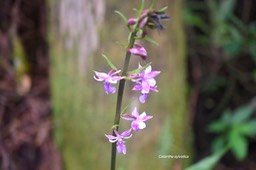 Calanthe sylvatica Orchidaceae Indigène La Réunion 6343