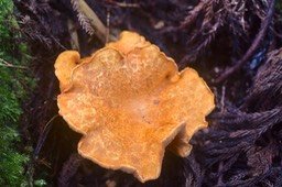 Champignon 6350
