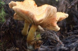 Champignon 6356