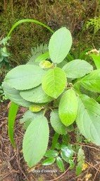 Claoxylon dolichostachyum Bois d'oiseaux Eu phorbiaceae Endémique La Réunion 921