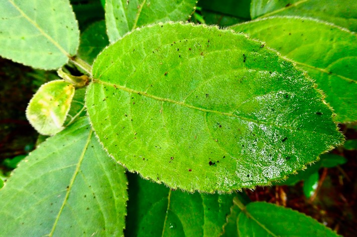 Claoxylon dolichostachyum.euphorbiaceae.endémique Réunion. (1)