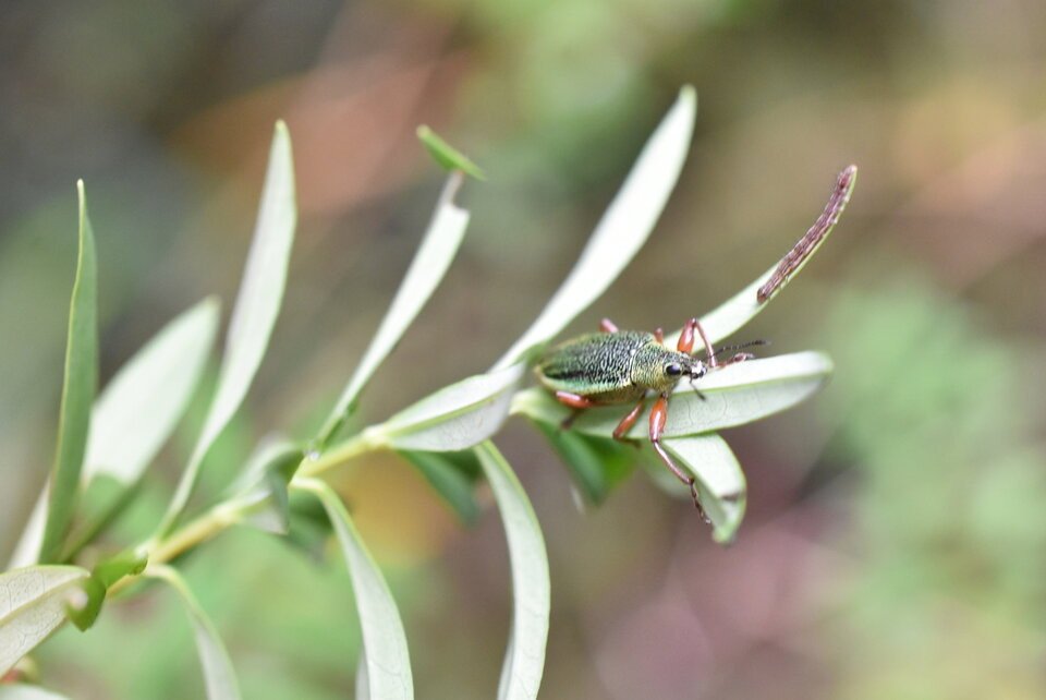 Cratopus_somptuosus-CURCULIONIDAE-Endemique_Reunion-MB3_0501
