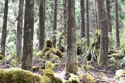 Cryptomerias_de_la_Plaine-MB3_0509