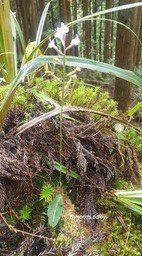 Cynorkis ridleyi Orchidaceae  Indigène La Réunion 709