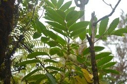 Polyscias sp-1