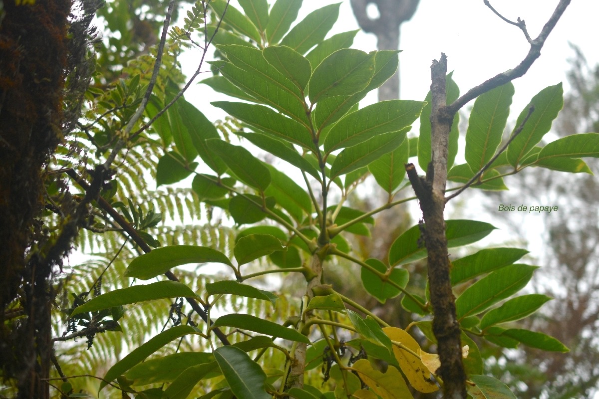 Polyscias sp-1