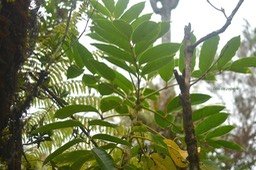 Polyscias sp