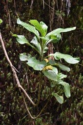 Psiadia_boivinii-Tabac_marron-ASTERACEAE-Endemique_Reunion