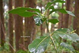 Tambourissa crassa Bois de bombarde Moni miaceae Endémique La Réunion 6344