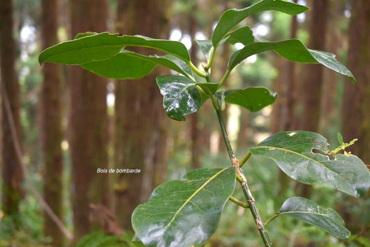 Tambourissa crassa Bois de bombarde Monimiaceae Endémique La Réunion 6344