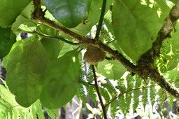 Tambourissa_crassa-Bois_de_tambour-MONIMIACEAE-Endemique_Reunion-MB3_0511