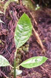 Tambourissa_crassa-Bois_de_tambour-MONIMIACEAE-Endemique_Reunion-MB3_0487