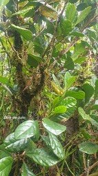 Turraea cadetii bois de quivi Melia ceae Endémique La Réunion 940
