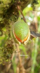 Turraea cadetii Bois de quivi Melia ceae Endémique La Réunion 921