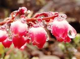 Agarista buxifolia (2)