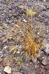 Anthoxanthum odoratum. flouve odorante.poaceae.P1023388