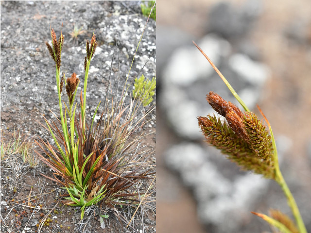 Carex borbonica - Laîche de Bourbon - CYPERACEAE - Endémique Réunion