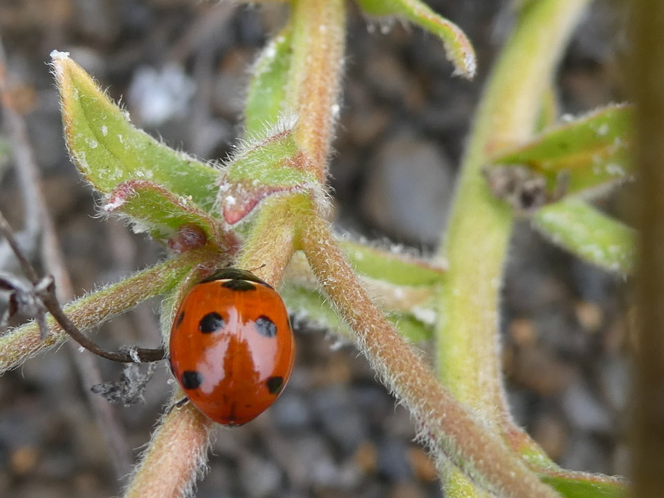 Coccinella septempunctata - Coccinelle à sept points - COCCINELLINAE - Exotique