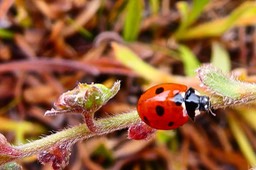 Coccinella septempunctata. coccinelle à sept points. sur myosotis de Bourbon .P1023427