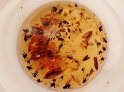 contenu piège à psylles rempart des basaltes (1)